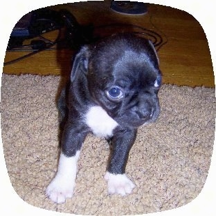 Buggs puppy sitting on a rug in front of a Playstation 2