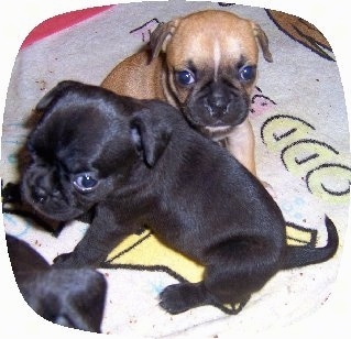 Close Up - Two Buggs puppies sitting next to each other on a 'Fairly Odd Parents' blanket