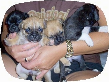 Four Buggs puppies being held closely against a person who is wearing a gold watch