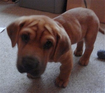 Bailey the Ba-Shar puppy standing on a carpet