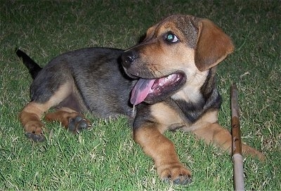 Princess the Ba-Shar puppy laying outside with a metal rod in front of her