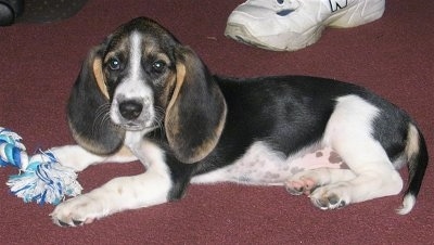 Bailey the Bagle Hound laying on a carpet with a dog toy in front of him