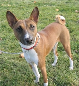 Oringo the Basenji standing outside wearing a pink collar