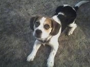 Indy the Bea-Tzu puppy laying on a carpet