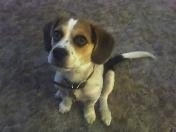 Indy the Bea-Tzu puppy sitting on a carpet