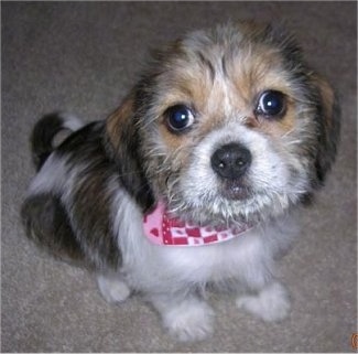 Close Up - Misha the Bea-Tzu as a puppy sitting on a carpet