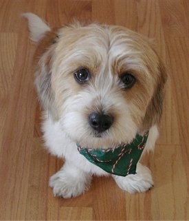 Snickers the Bea-Tzu wearing a green bandana sitting on a hardwood floor