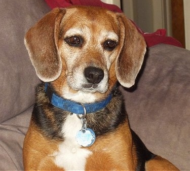 Lucy the Beagle sitting on a couch