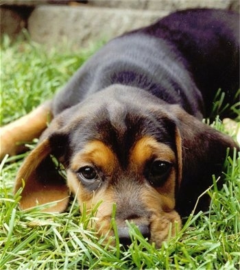 Shadow the Beagle laying outside deep in the grass