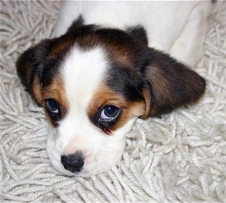 Close Up - Fifa the Beaglier puppy standing on a long shag rug