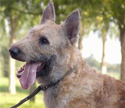 Close Up - Trouble-of Inka the Belgian Shepherd Laekenois with its mouth open and tongue out with his head tilted to the side