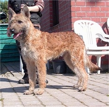 Right Profile  - Trouble-of Inka the Belgian Shepherd Laekenois standing on a brick porch in front of a person