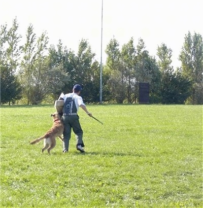 Trouble-of Inka the Belgian Shepherd Laekenois biting a foam pad a man is holding