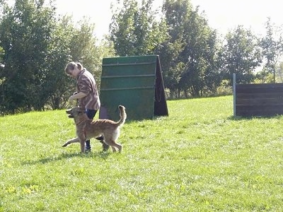 Trouble-of Inka the Belgian Shepherd Laekenois walking next to the person walking him around a course