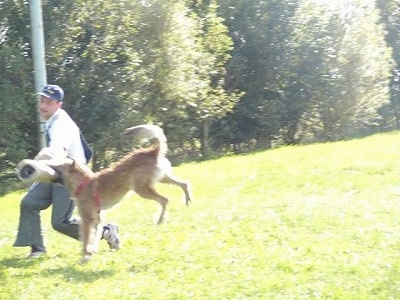 Action shot - Trouble-of Inka the Belgian Shepherd Laekenois biting the foam pad on a persons arm