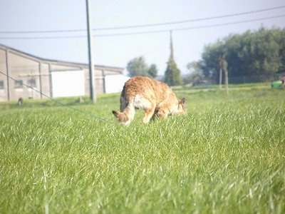 Trouble-of Inka the Belgian Shepherd Laekenois sniffing around outside on the course