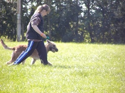 Trouble-of Inka the Belgian Shepherd Laekenois being walked around the course