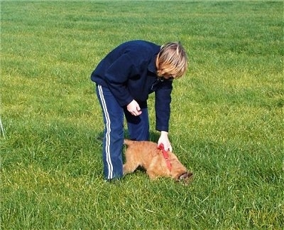 Trouble-of Inka the Belgian Shepherd Laekenois puppy sniffing around outside with a person holding his harness