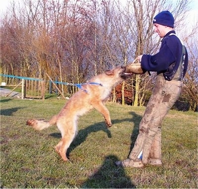 Trouble-of Inka the Belgian Shepherd Laekenois biting a foam pad a person is holding