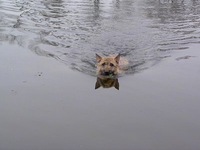 Trouble of Inka the Belgian Shepherd Laekenois going for a swim in water