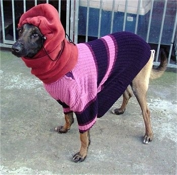 Zaita the Belgian Malinois wearing a sweater and a hoodie