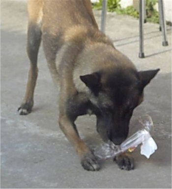 Zaita the Belgian Malinois biting an empty plastic bottle