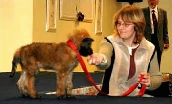 Trouble of Inka the Belgian Shepherd Laekenois as a puppy standing on a stage being fed a dog treat by a lady