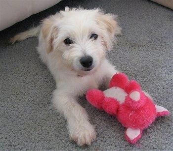 The front right side of a white Bichon-A-Ranian puppy that is laying on a carpet with a plush toy in front of it.