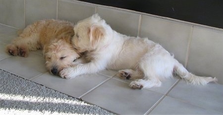 Two Bichon-A-Ranian Puppies are laying on a tiled part of a floor and they are laying face-to-face.