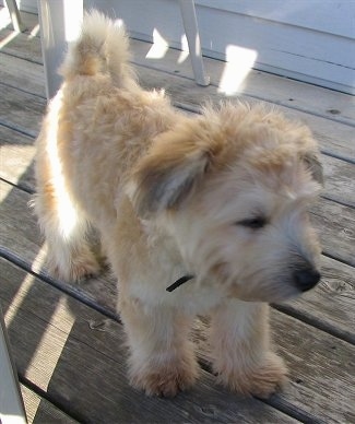 The front right side of a tan Bichon-A-Ranian puppy that is standing across a wooden porch