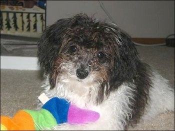 Close Up - Lucy the Bich-poo with her head tilted to the left with a plush toy in front of her