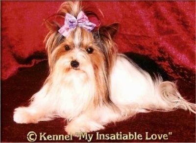 Paddy the Biewer laying on a backdrop with the words '©Kennel My Insatiable Love' overlayed