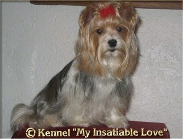 Penelope the Biewer sitting on a ottoman with a red ribbon in her hair with the words '©Kennel My Insatiable Love' overlayed