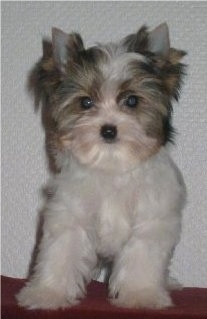 Biewer puppy standing on the back of a couch