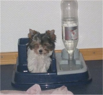 Biewer Yorkie puppy sitting in the food part of a dog food/water bowl