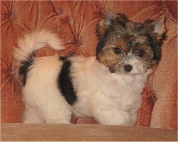 Biewer Yorkie Puppy standing against a couch