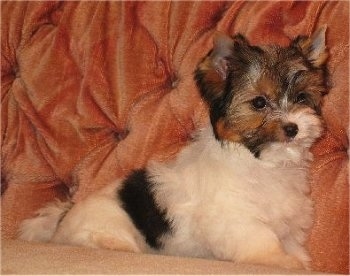 Biewer Yorkie Puppy sitting against a couch