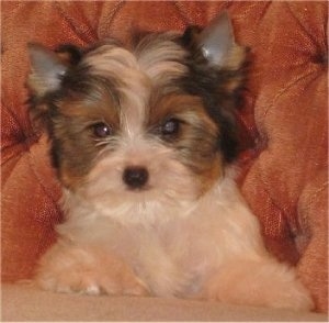 Close Up - Biewer Yorkie Puppy laying against the couch and looking at the camera holder