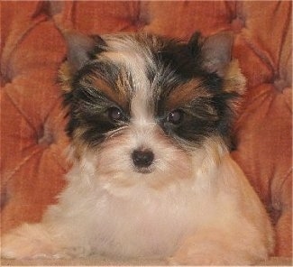 Close Up - Biewer Yorkie Puppy laying against an orange couch