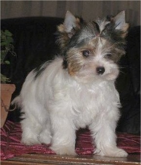 Biewer Yorkie puppy next to a potted plant