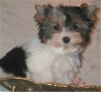 Biewer Yorkie Puppy sitting on a golden leaf with a white background looking at the camera holder