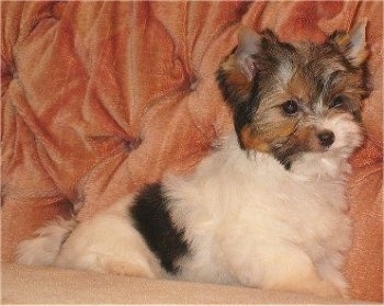 Biewer Yorkie puppy sitting on a peach colored sofa