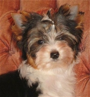 Close Up - Biewer Yorkie Puppy on a couch
