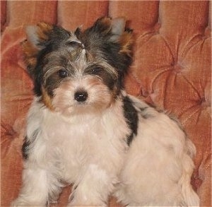 Close Up - Biewer Yorkie puppy sitting on a peach colored couch