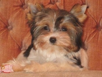 Biewer Yorkie Puppy laying on a couch next to a ribbon