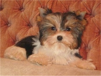 Biewer Yorkie Puppy laying on a couch and looking at the camera holder