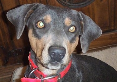 Close Up - Calamity the Blue Lacy wearing a hot pink collar sitting in a dog bed in front of a cabinet