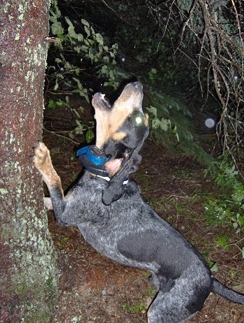 http://www.dogbreedinfo.com/images17/BluetickCoonhoundClementsBluePrancer2years2.JPG