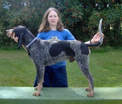 Right Profile - Clements Blue Prancer the Bluetick Coonhound being posed in a stack by his owner