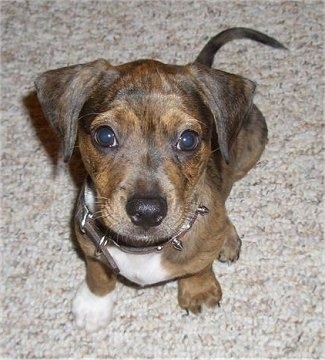 Close up - Topdown view of a brown with black and white Bo-Dach puppy that is sitting on a carpet and it is looking up.